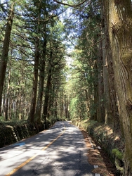 スギ花粉の飛散...