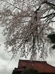数日前からの雨...