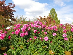 バラが大好きで...