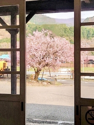 今年も桜の季節...