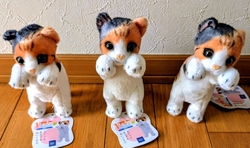 三毛猫のリアル...