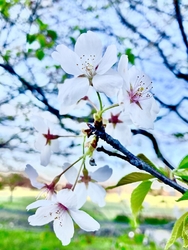 公園には、約3...