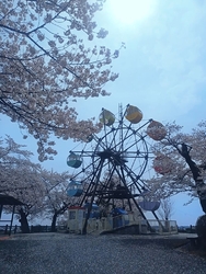 今年は桜巡りを...