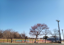 子どもとさくら...