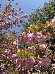 ソメイヨシノを...