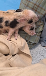 初めて子供二人...