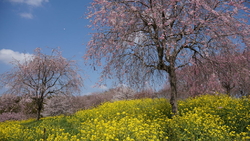 週末の土曜日、...