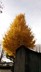 今日は、小ホー...