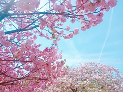 牡丹桜がとても...
