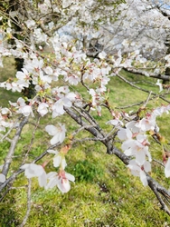 今年もお花見出...