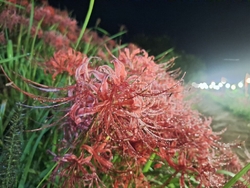 週末限定のライ...