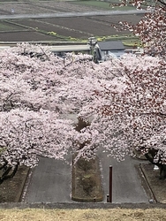 桜を見に行って...