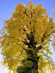 あちらこちらで...