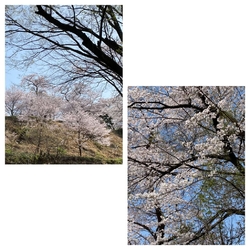 桜は、綺麗に咲...