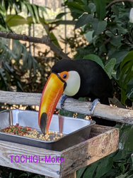 黄金のサナギツ...