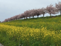 昨年は見に行っ...