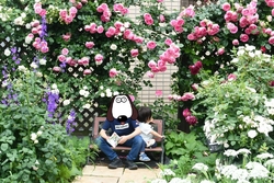 薔薇がキレイ！...