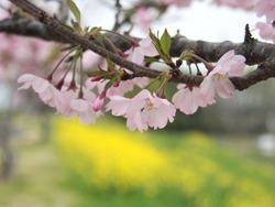 公園の土手には...