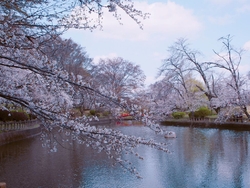 間々田八幡宮・...