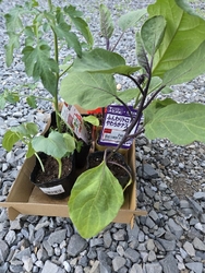 夏野菜の苗を購...