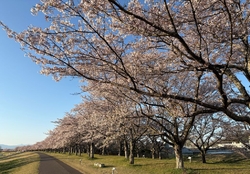 桜を見に行きま...