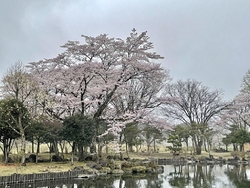 桜が満開です。...