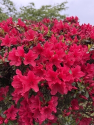 桜も終わりツツ...