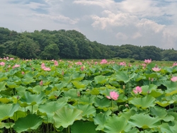 毎年こちらの蓮...
