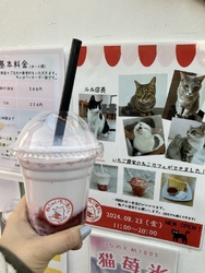 保護猫をお迎え...