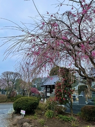 枝垂れ桜が有名...