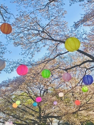 色とりどりの提...