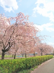 こちらの公園は...