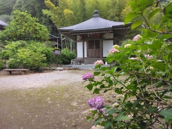 紫陽花を見に伺...