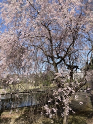 綺麗な桜を見に...