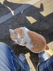 久しぶりに、散...