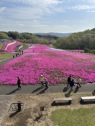 芝ざくらが満開...