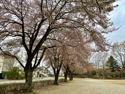 本当は夜桜を見...