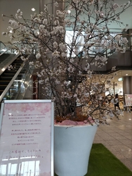 入り口に桜が咲...