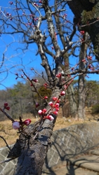 春を探しに八幡...