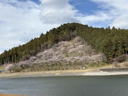 桜の季節に絶対...