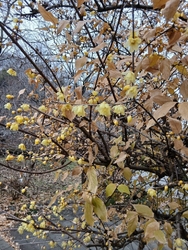 いつもの散歩コ...