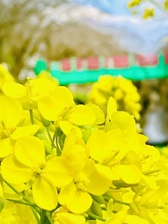 近くまで来たの...