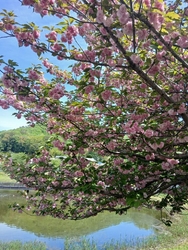 今日は、４月1...