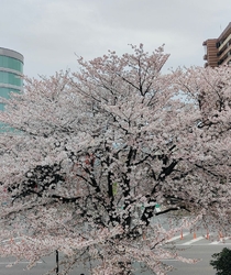 お買い物に訪問...