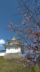 愛しの河津桜は...