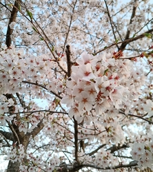 城山公園の桜を...