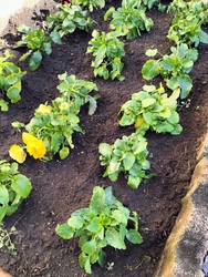 今年もパンジー...