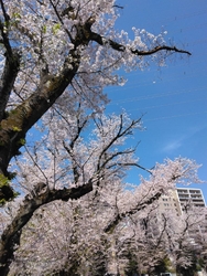 駅東公園の桜で...