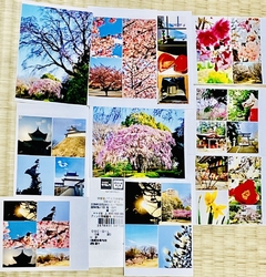 今月撮った写真...