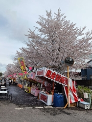 満開の桜並木が...